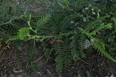Senna aculeata