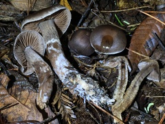 Cortinarius cisqhale