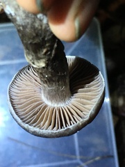 Cortinarius cisqhale