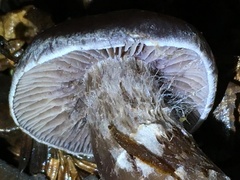 Cortinarius cisqhale