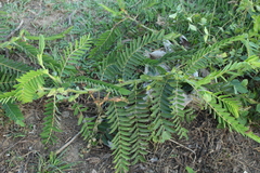 Senna aculeata