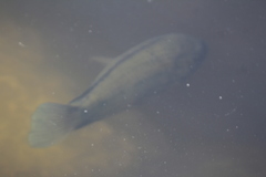 Oreochromis mossambicus