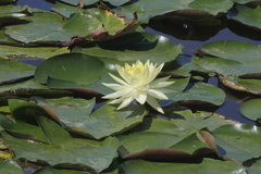 Nymphaea mexicana