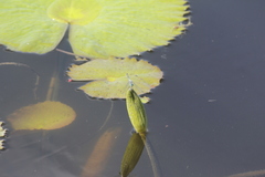 Micrathyria aequalis