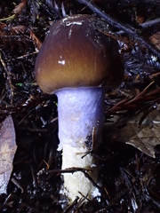 Cortinarius seidliae