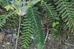 Senna aculeata