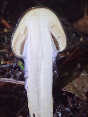 Cortinarius seidliae