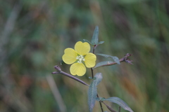 Ludwigia octovalvis