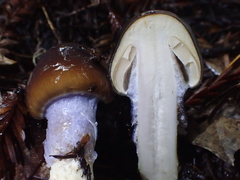 Cortinarius seidliae