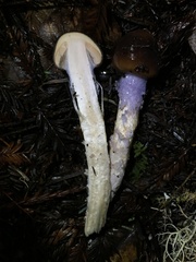 Cortinarius seidliae