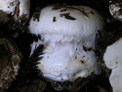 Hygrophorus ponderatus