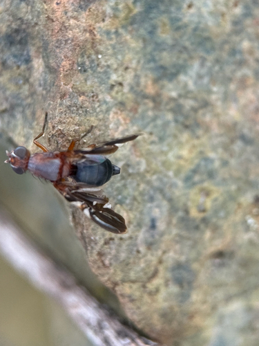 Unknown species found near Blantyre Rd, Warrenton, VA, US