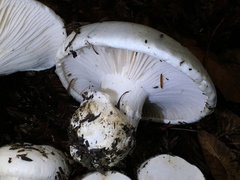 Hygrophorus ponderatus