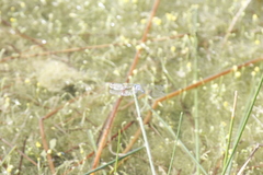 Micrathyria aequalis