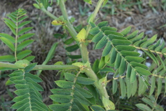 Senna aculeata