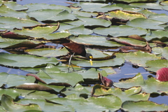 Jacana spinosa