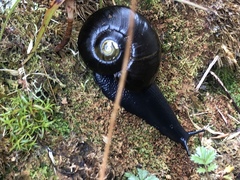 Powelliphanta spedeni