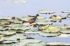 Jacana spinosa