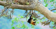 Seychelles Flying Fox photo 4