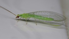 Chrysoperla externa