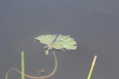 Neoerythromma cultellatum