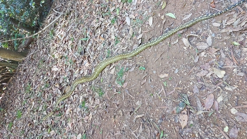 Coastal Carpet Python sighting