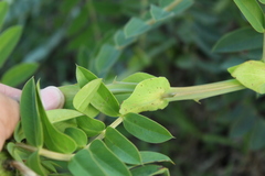 Senna aculeata