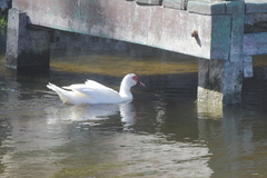 Cairina moschata domestica