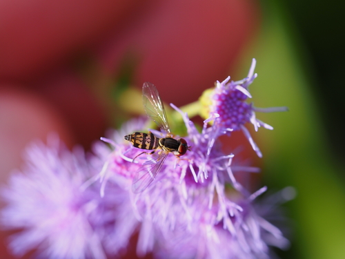 Unknown species found near East End, Cincinnati, OH, USA