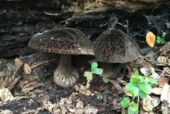 Pluteus similis