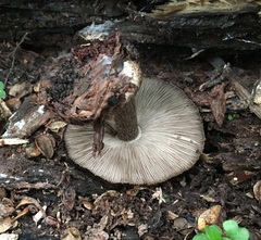 Pluteus similis