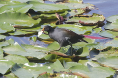 Gallinula galeata