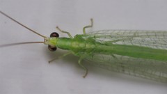 Chrysoperla externa