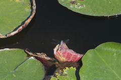 Micrathyria aequalis