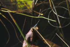 Micrathyria aequalis