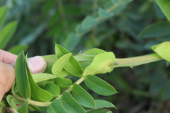 Senna aculeata