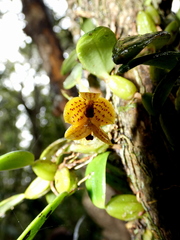 Bulbophyllum analamazoatrae image