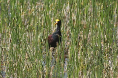 Jacana spinosa