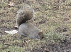 Sciurus carolinensis