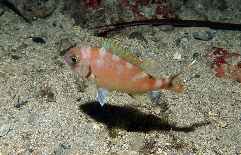 Photo of Common seabream (Pagrus pagrus)