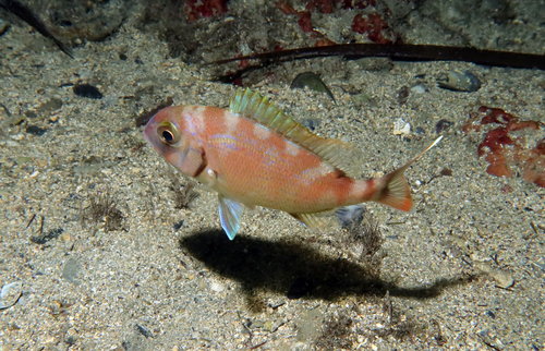 Photo of Common seabream (Pagrus pagrus)