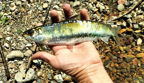Australian freshwater herring (Potamalosa richmondia) — Clupeidae — 2