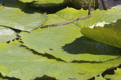 Nymphaea elegans