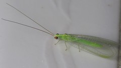 Chrysoperla externa