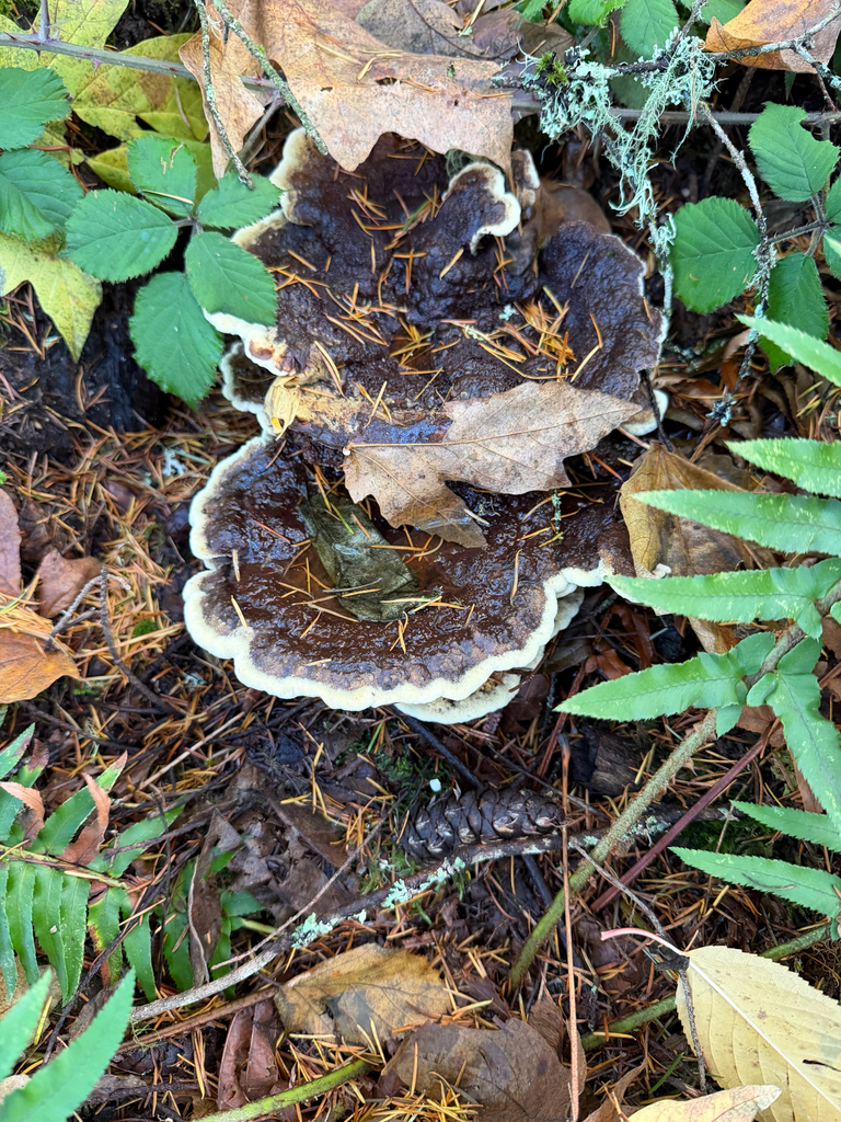 Phaeolus schweinitzii · November 2025 · photo: © judisanders (iNaturalist, cc-by)