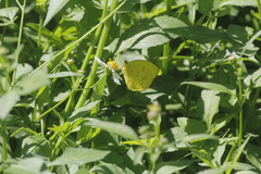 Pyrisitia dina westwoodi