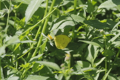 Pyrisitia dina westwoodi