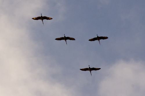 Sandhill Crane photographed in Louisiana