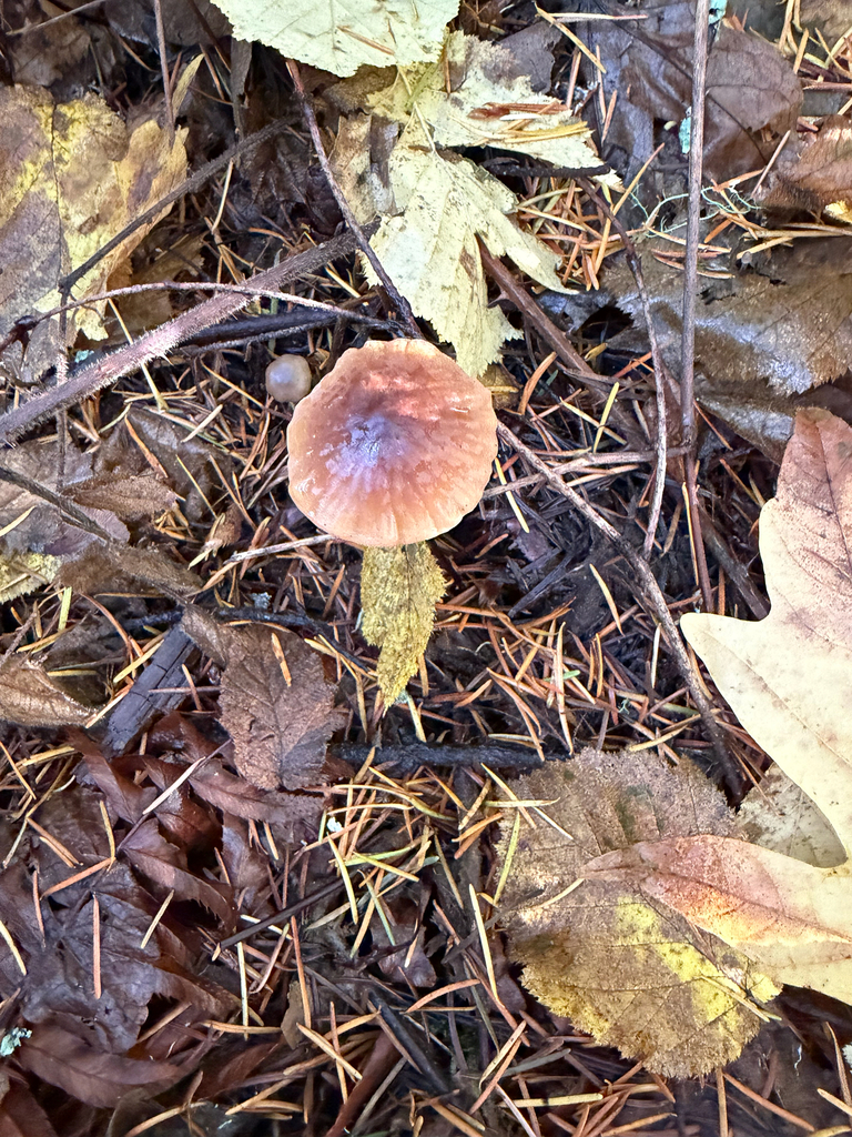 Marasmius plicatulus · November 2025 · photo: © judisanders (iNaturalist, cc-by)