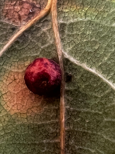 Unknown species found near Fairfax, VA, US